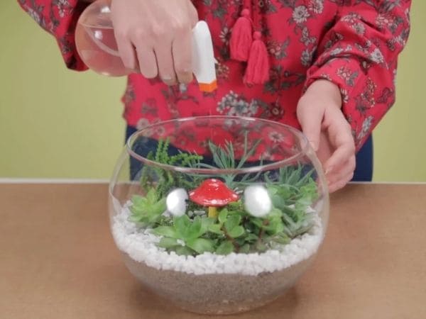 Terrários abertos vs. fechados: qual escolher para suas plantas?