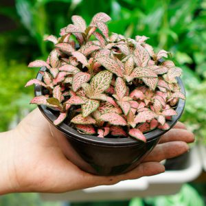 Guia completo de manutenção para terrários abertos