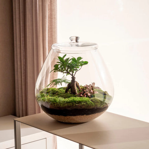 plantas para terrário aberto