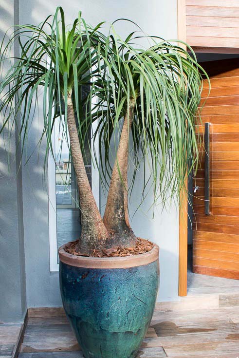 plantas de sombra para vasos externos