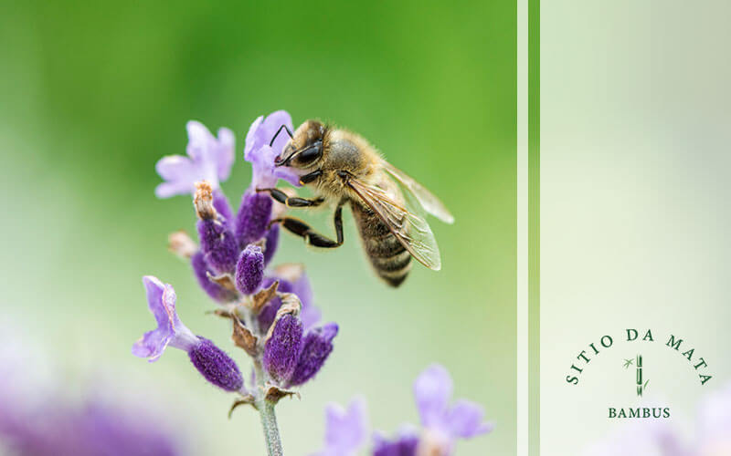 Como criar um jardim sustentável e amigo dos polinizadores