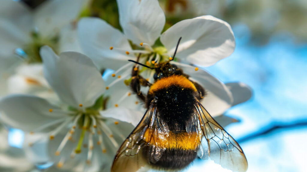 As melhores flores para atrair abelhas nativas
