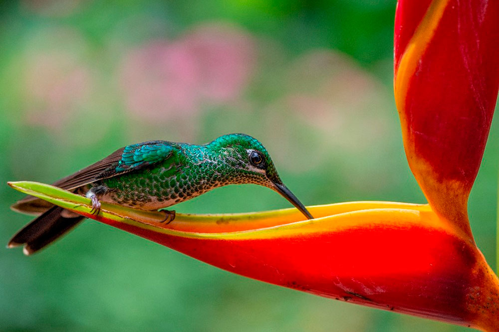 Dicas para cultivar Asclepias e ajudar borboletas
