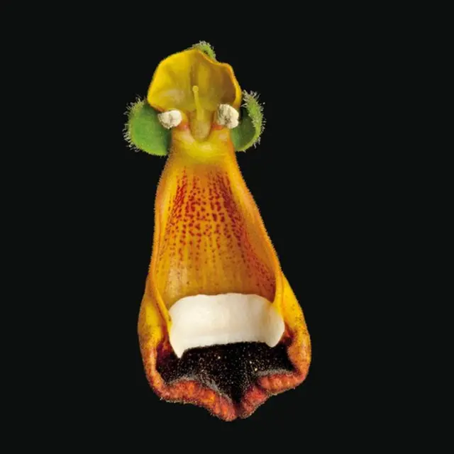 As melhores flores para atrair abelhas nativas