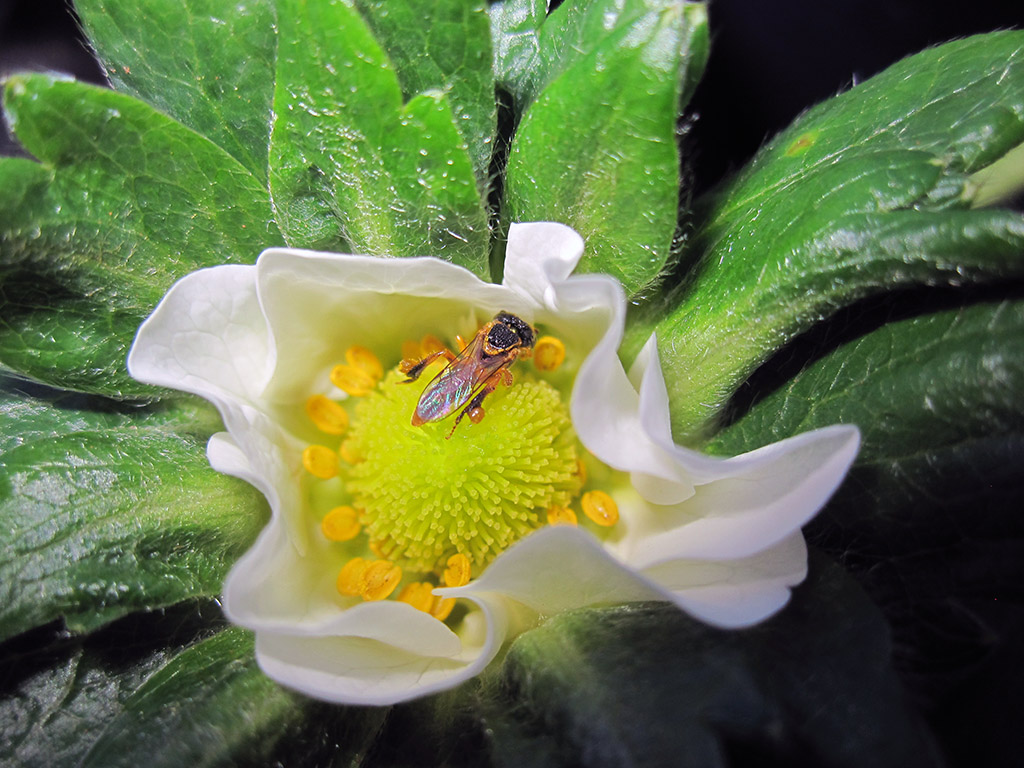 Dicas para cultivar Asclepias e ajudar borboletas
