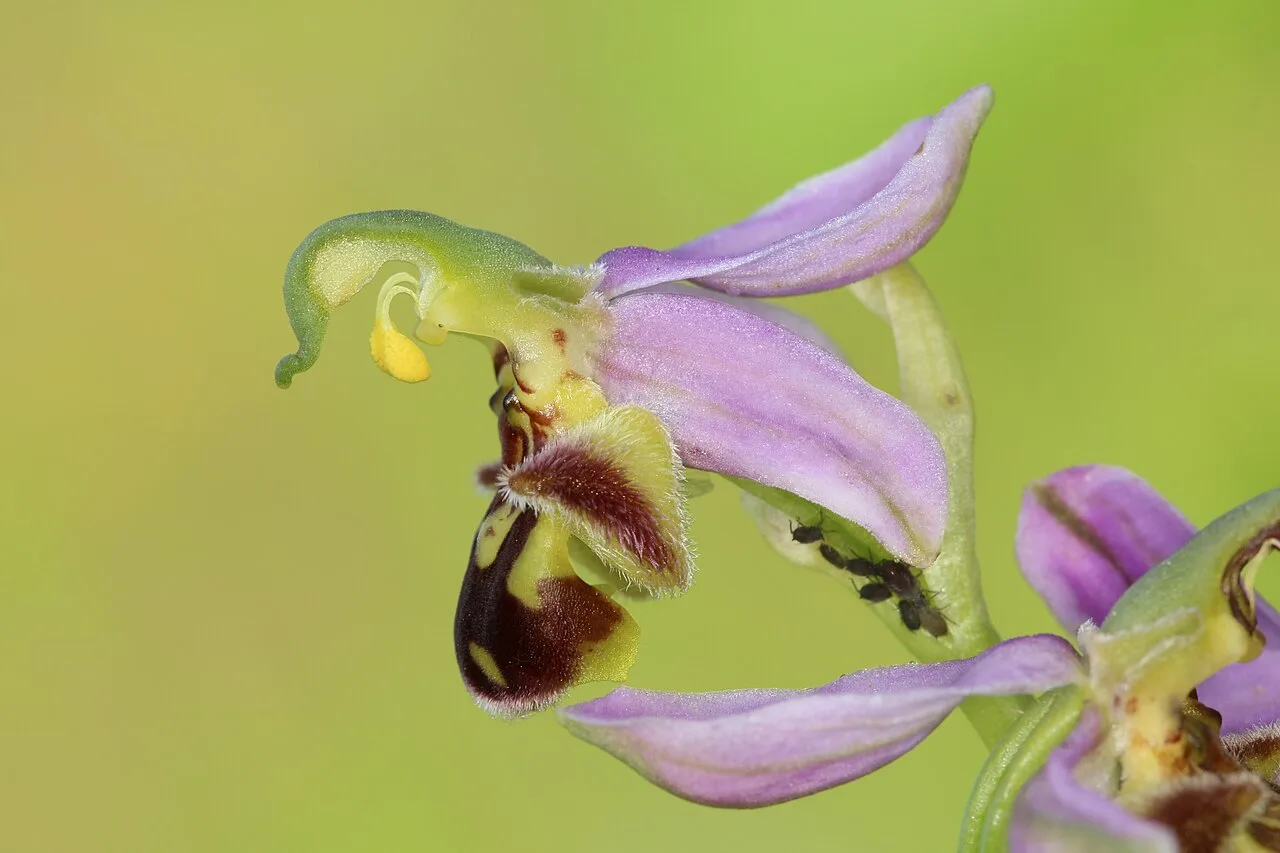 plantas que atraem polinizadores
