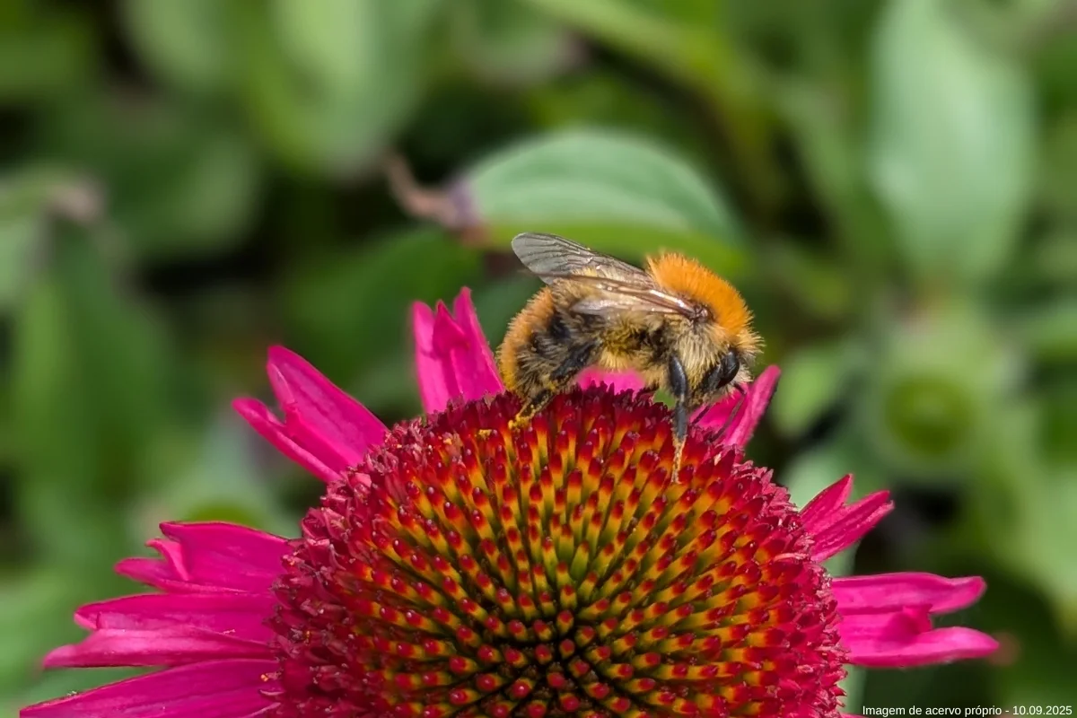 Transforme sua varanda em um oásis para beija-flores
