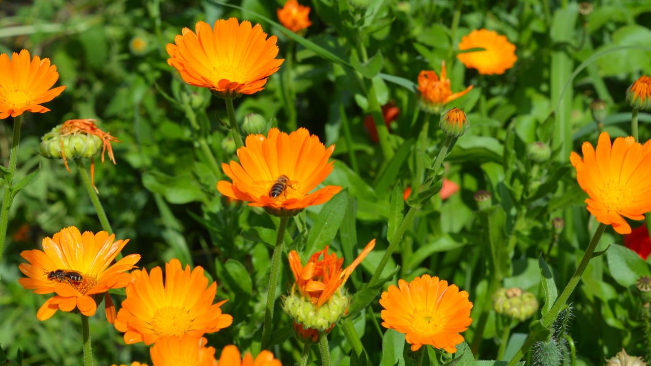 As melhores flores para atrair abelhas nativas