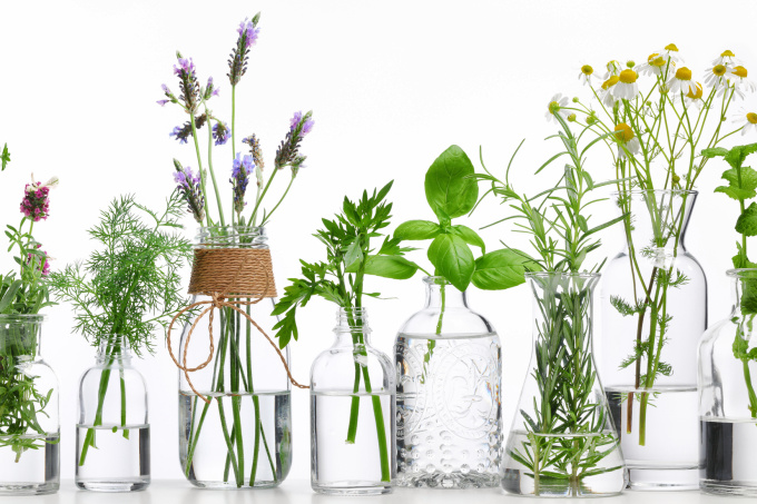 Como montar um aquário plantado