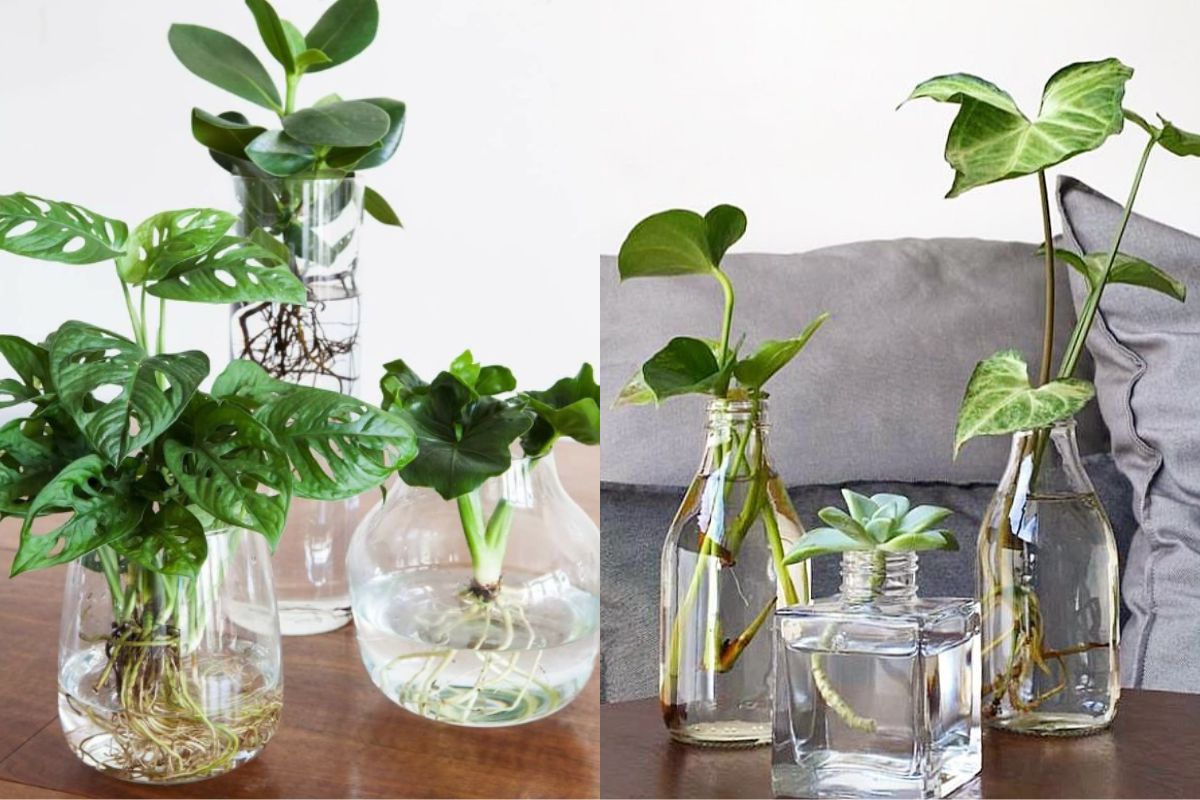 Benefícios do Lírio da Paz para a qualidade do ar