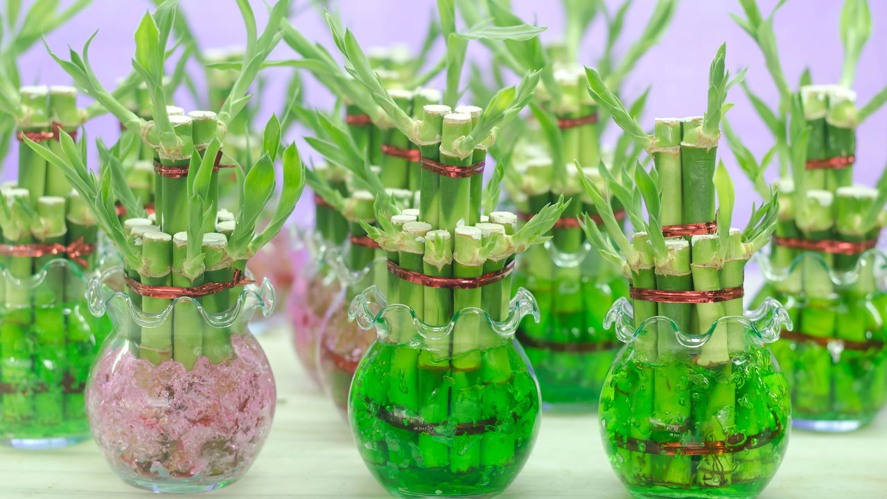 plantas que crescem na água