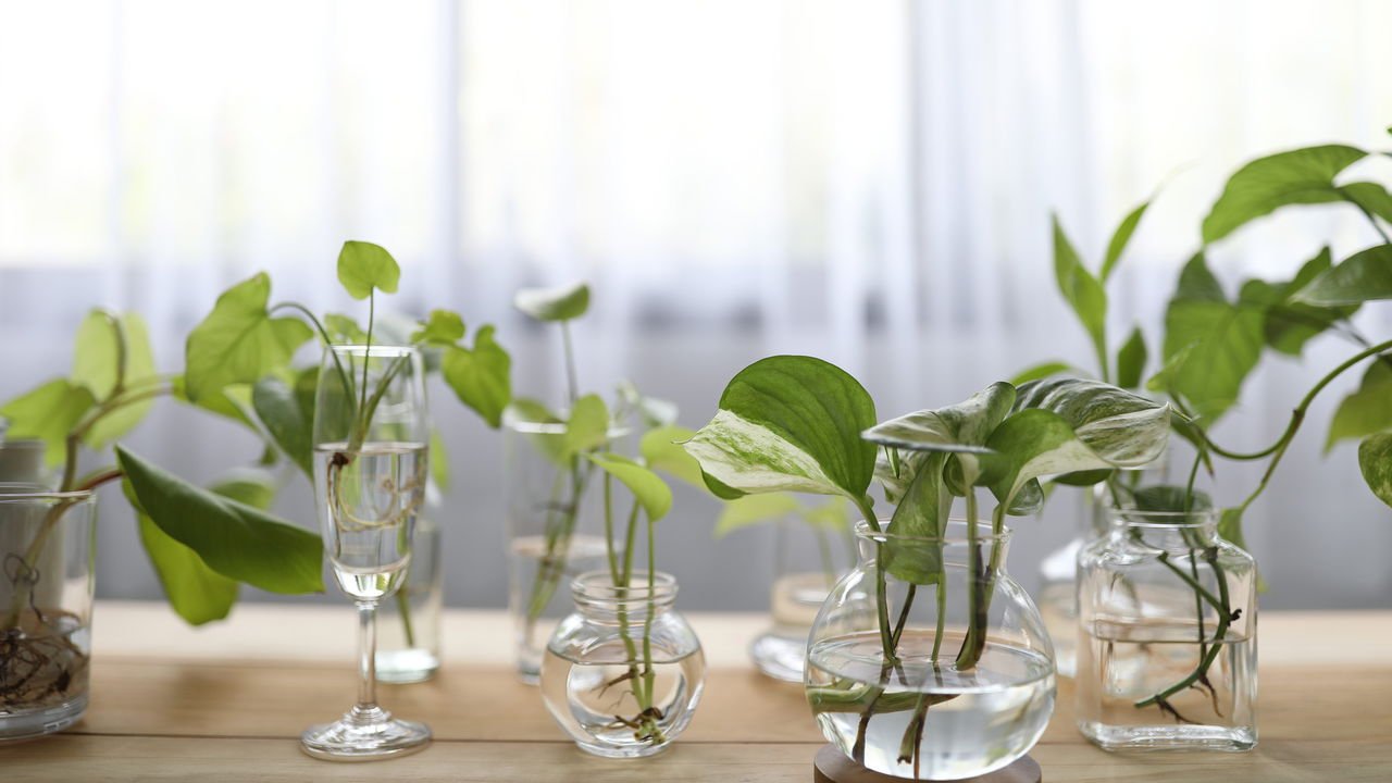 Como montar um aquário plantado