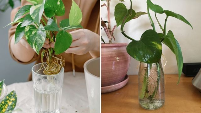 Melhores plantas para ambientes com pouca luz