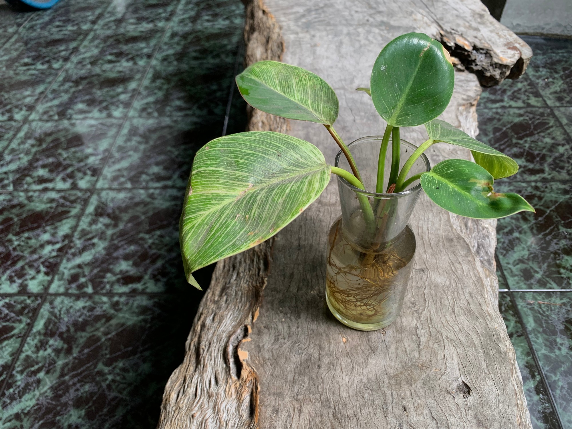 plantas que crescem na água