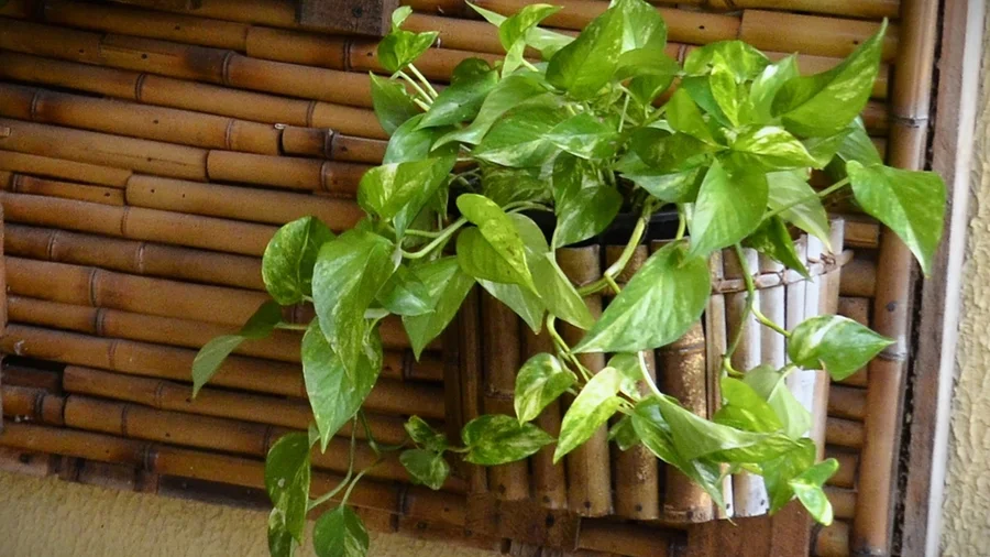 Melhores plantas para ambientes com pouca luz