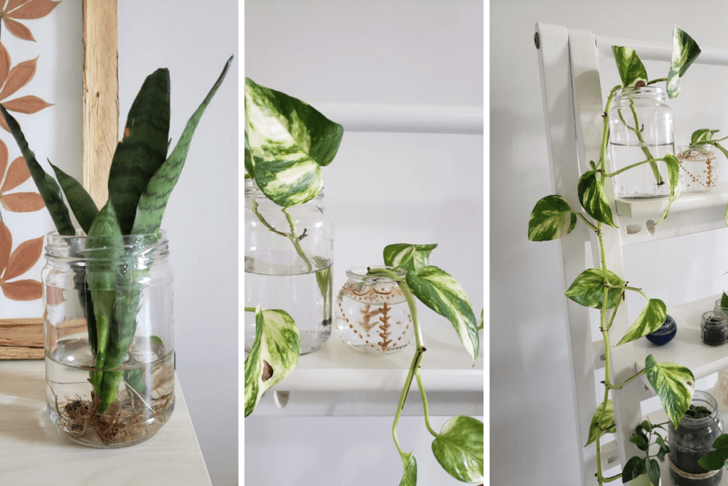 Guia completo de fertilização para plantas hidropônicas