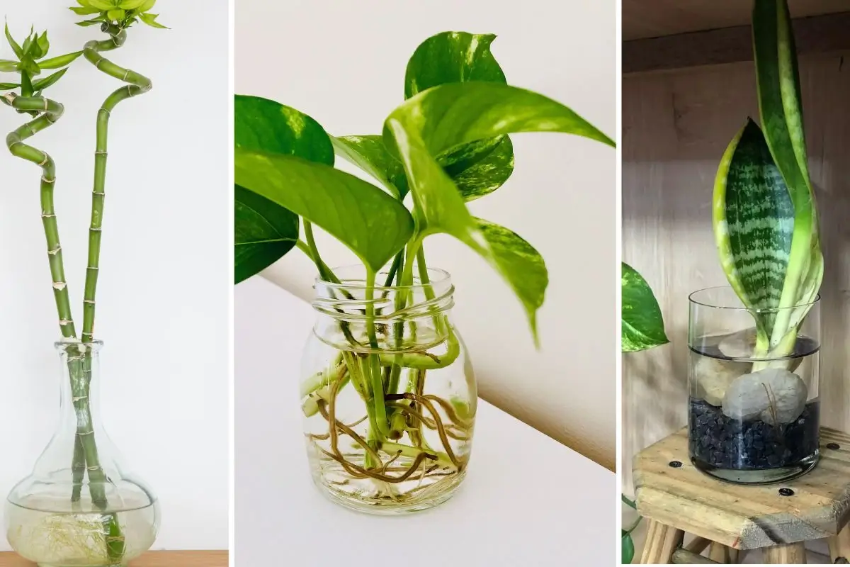 Propagação de Zamioculca na água