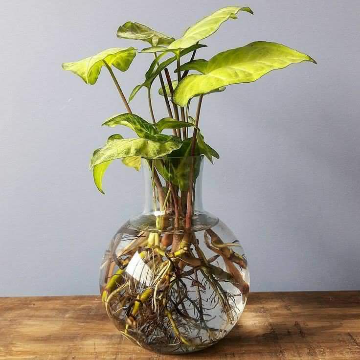 plantas que crescem na água