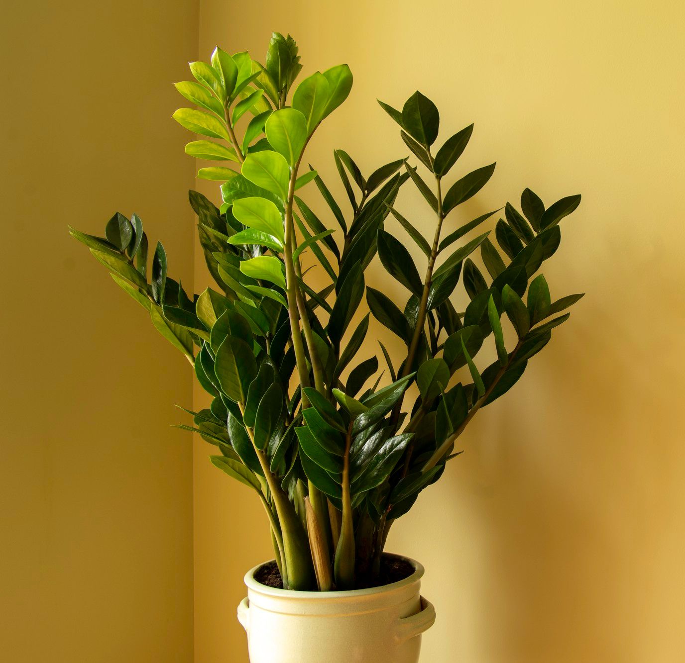 plantas que não precisam de muito sol