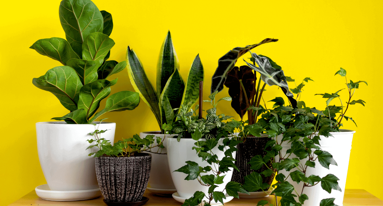 5 ideias de títulos:
1. As 10 Melhores Plantas de Sombra para Transformar sua Casa
2. Guia Completo: Como Cuidar de Plantas em Ambientes com Pouca Luz
3. Plantas que Purificam o Ar e Sobrevivem sem Sol Direto
4. Decoração com Plantas: Escolhendo as Espécies Ideais para Apartamentos
5. Plantas Extremamente Resistentes: Perfeitas para Iniciantes e Esquecidos