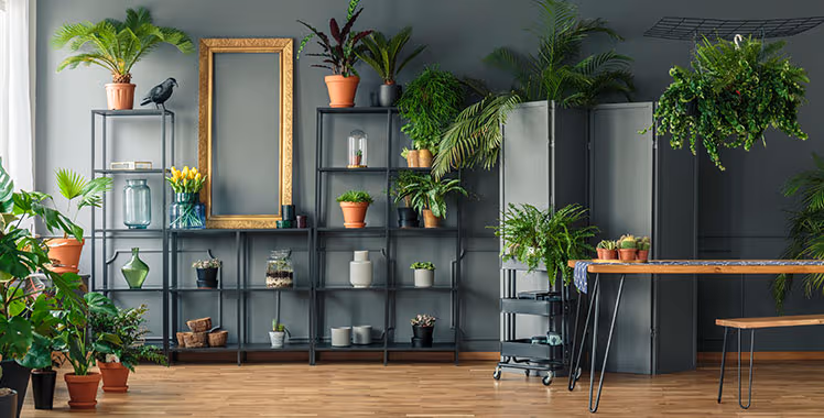 5 ideias de títulos:
1. As 10 Melhores Plantas de Sombra para Transformar sua Casa
2. Guia Completo: Como Cuidar de Plantas em Ambientes com Pouca Luz
3. Plantas que Purificam o Ar e Sobrevivem sem Sol Direto
4. Decoração com Plantas: Escolhendo as Espécies Ideais para Apartamentos
5. Plantas Extremamente Resistentes: Perfeitas para Iniciantes e Esquecidos