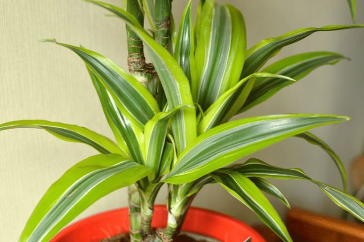 plantas que não precisam de muito sol