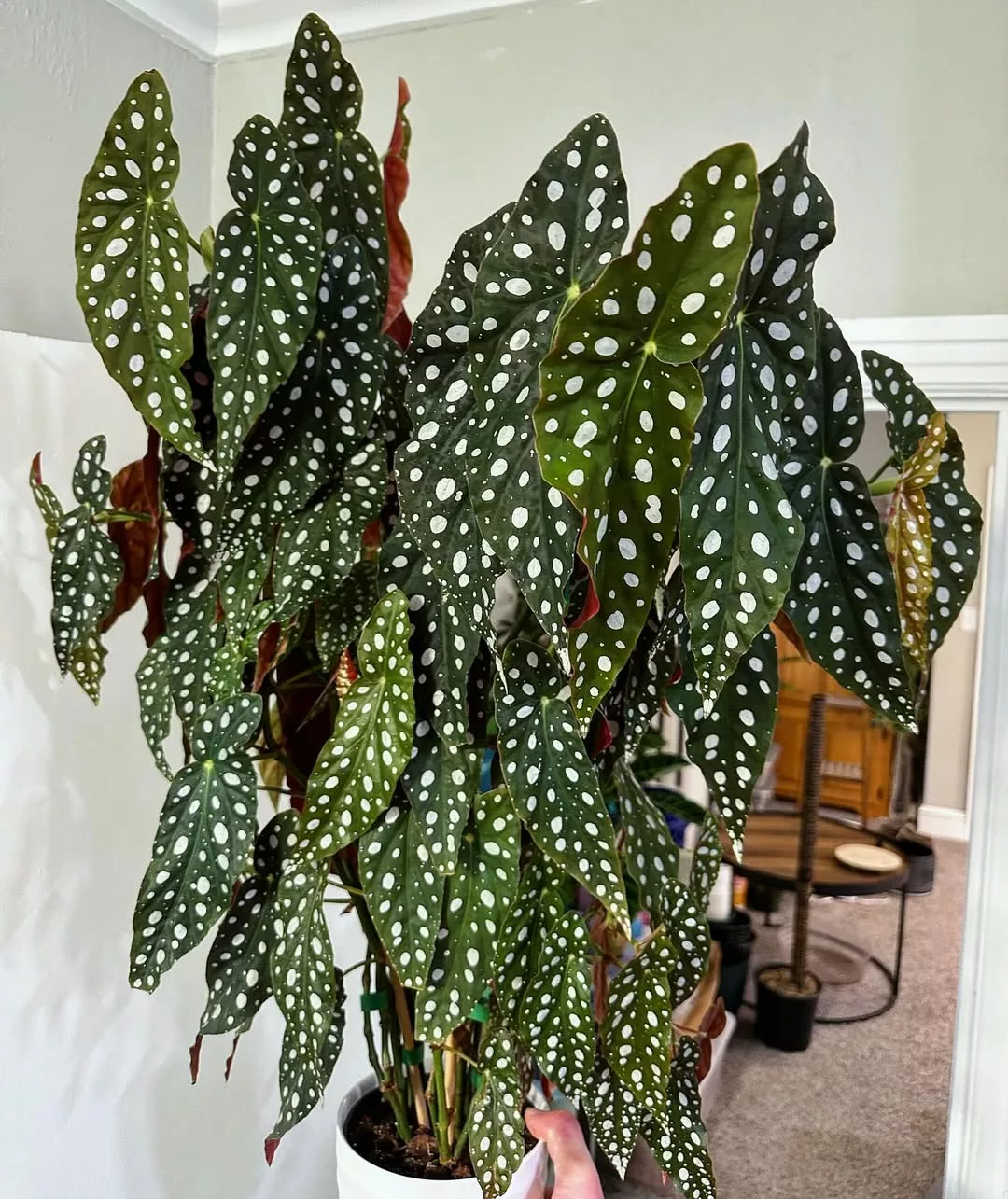 plantas que não precisam de muito sol