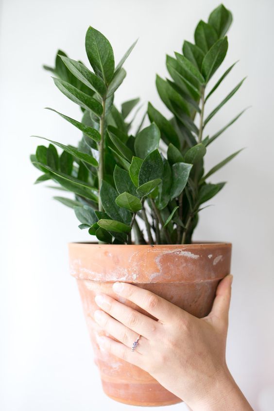 5 ideias de títulos:
1. As 10 Melhores Plantas de Sombra para Transformar sua Casa
2. Guia Completo: Como Cuidar de Plantas em Ambientes com Pouca Luz
3. Plantas que Purificam o Ar e Sobrevivem sem Sol Direto
4. Decoração com Plantas: Escolhendo as Espécies Ideais para Apartamentos
5. Plantas Extremamente Resistentes: Perfeitas para Iniciantes e Esquecidos