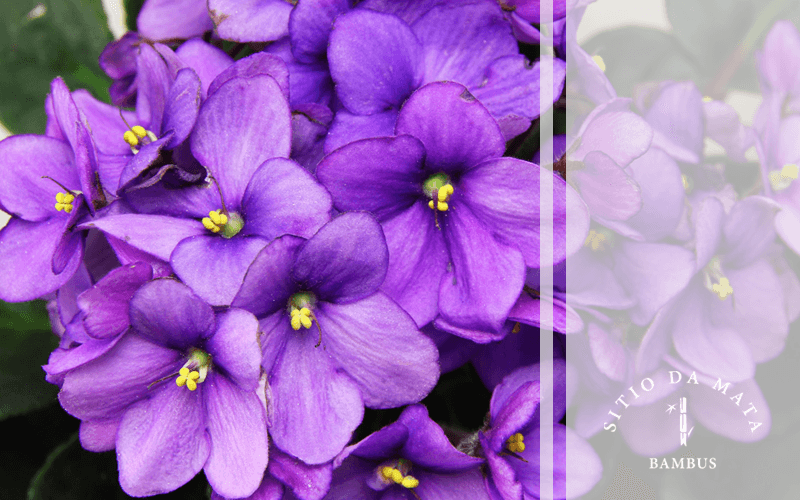 plantas que não precisam de muito sol