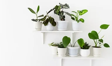 plantas que não precisam de muito sol