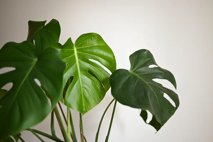 5 ideias de títulos:
1. As 10 Melhores Plantas de Sombra para Transformar sua Casa
2. Guia Completo: Como Cuidar de Plantas em Ambientes com Pouca Luz
3. Plantas que Purificam o Ar e Sobrevivem sem Sol Direto
4. Decoração com Plantas: Escolhendo as Espécies Ideais para Apartamentos
5. Plantas Extremamente Resistentes: Perfeitas para Iniciantes e Esquecidos