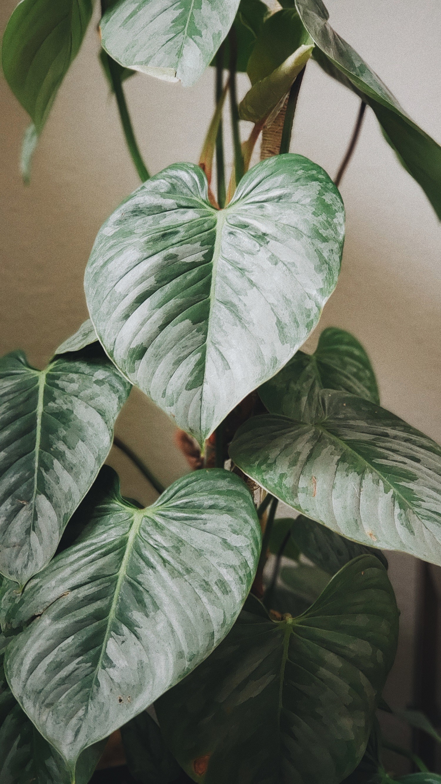 5 ideias de títulos:
1. As 10 Melhores Plantas de Sombra para Transformar sua Casa
2. Guia Completo: Como Cuidar de Plantas em Ambientes com Pouca Luz
3. Plantas que Purificam o Ar e Sobrevivem sem Sol Direto
4. Decoração com Plantas: Escolhendo as Espécies Ideais para Apartamentos
5. Plantas Extremamente Resistentes: Perfeitas para Iniciantes e Esquecidos