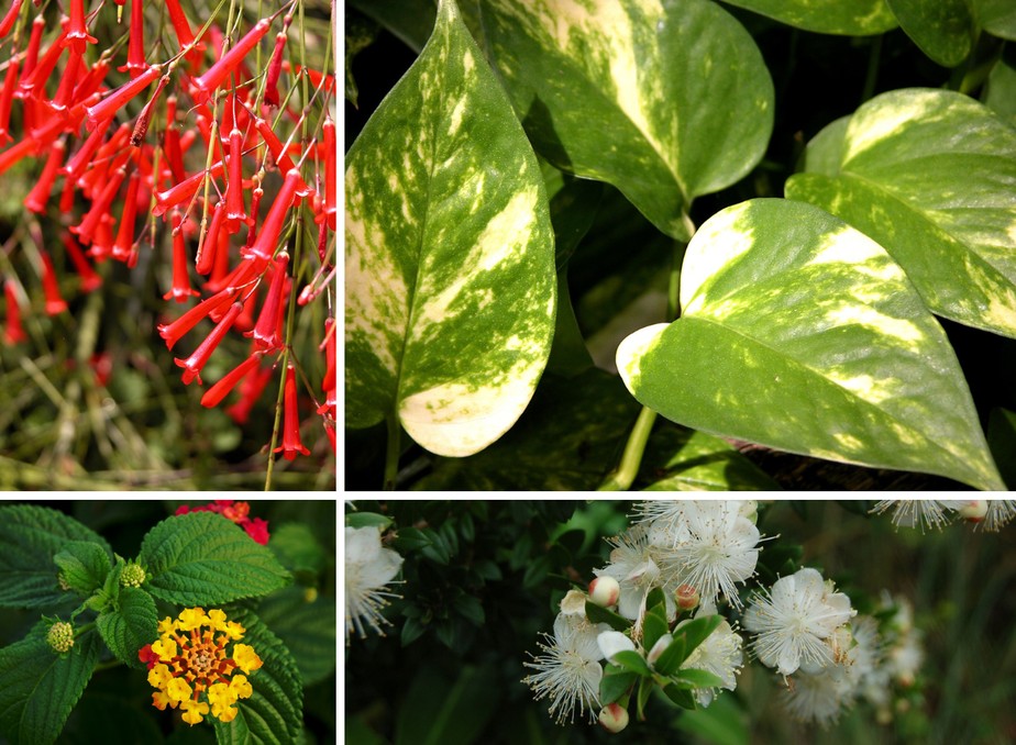 plantas que não precisam de muito sol