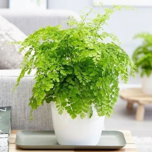 plantas que não precisam de muito sol