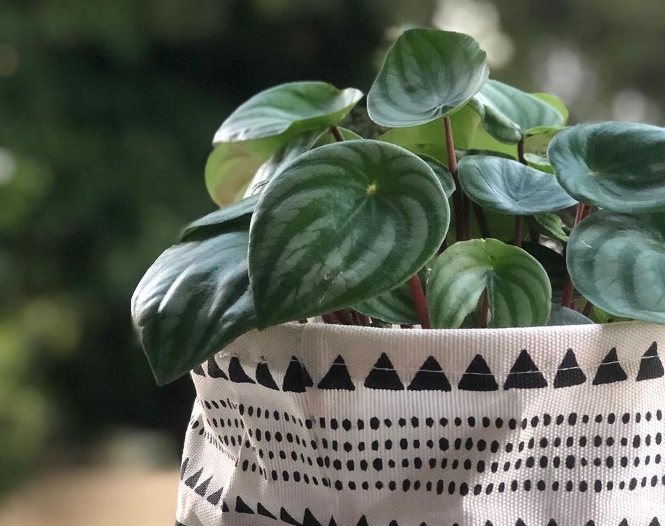 5 ideias de títulos:
1. As 10 Melhores Plantas de Sombra para Transformar sua Casa
2. Guia Completo: Como Cuidar de Plantas em Ambientes com Pouca Luz
3. Plantas que Purificam o Ar e Sobrevivem sem Sol Direto
4. Decoração com Plantas: Escolhendo as Espécies Ideais para Apartamentos
5. Plantas Extremamente Resistentes: Perfeitas para Iniciantes e Esquecidos