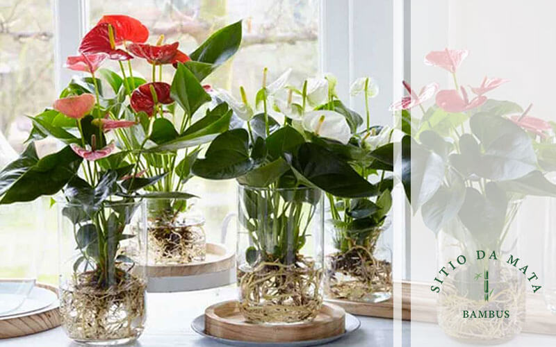 plantas de interior para cultivar na água