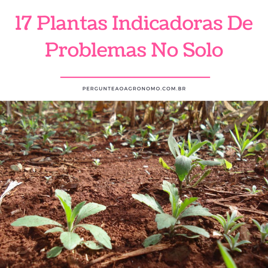 plantas que preferem solos ácidos