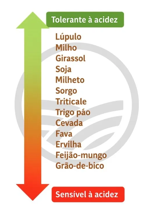 Frutíferas que prosperam em solos ácidos: Mirtilos