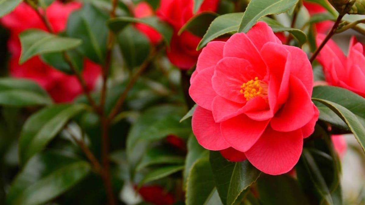 plantas que preferem solos ácidos