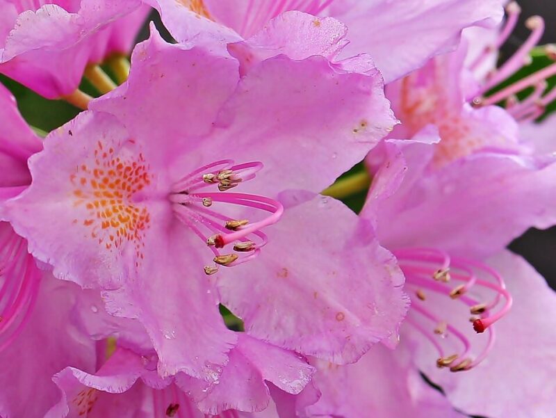 Guia completo de Azaleias e Rododendros: Cuidados e Plantio