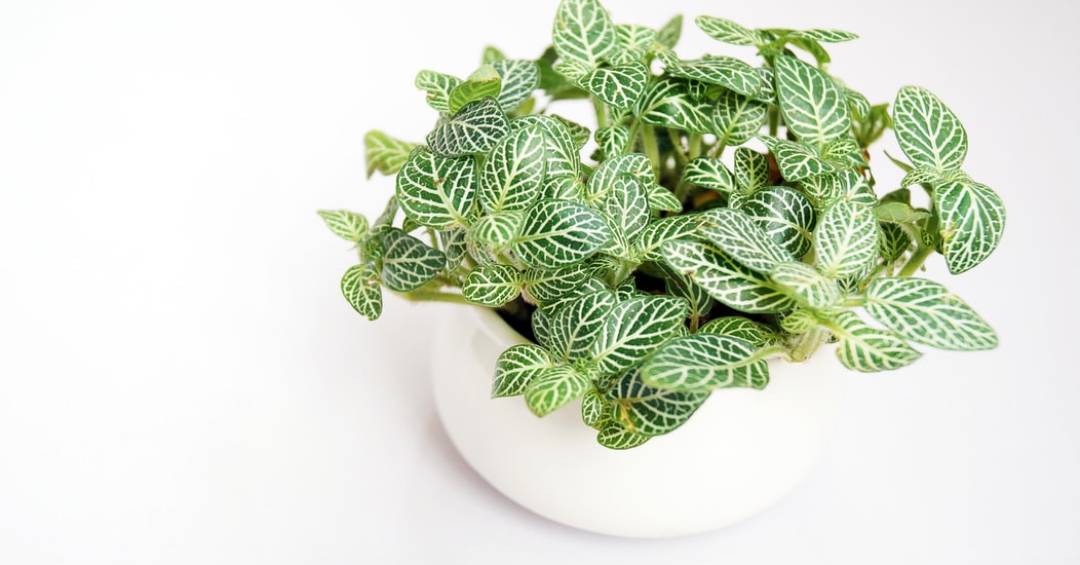 As 10 Melhores Plantas para Purificar o Ar da Sua Casa