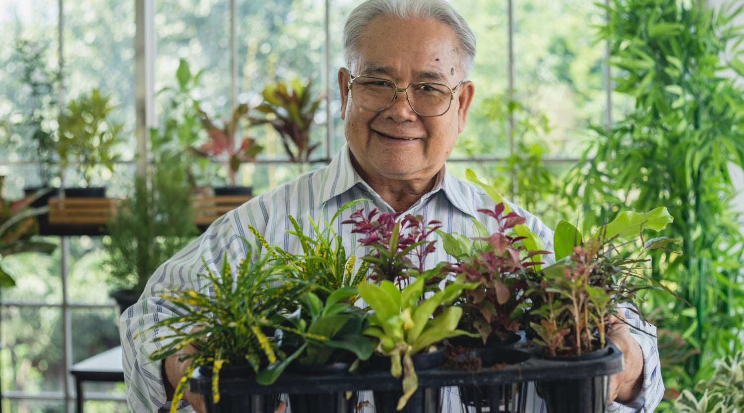 Cuidados Essenciais com Plantas Purificadoras de Ar