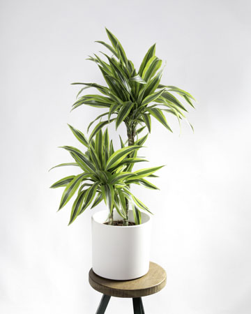 Plantas para Quartos: Benefícios da Liberação de Oxigênio Noturno