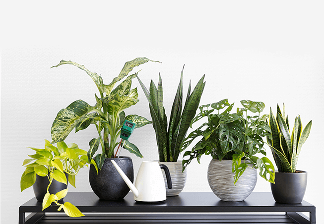 As 10 Melhores Plantas para Purificar o Ar da Sua Casa