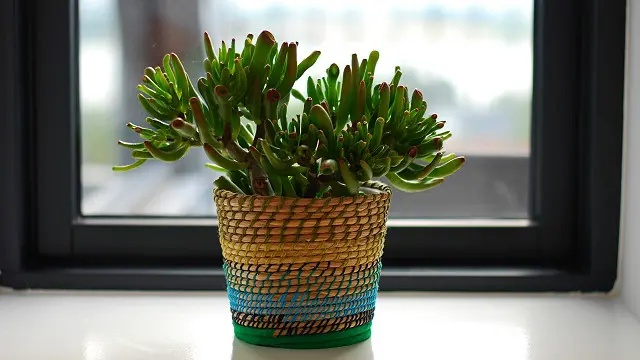 Cuidados Essenciais com Plantas Purificadoras de Ar