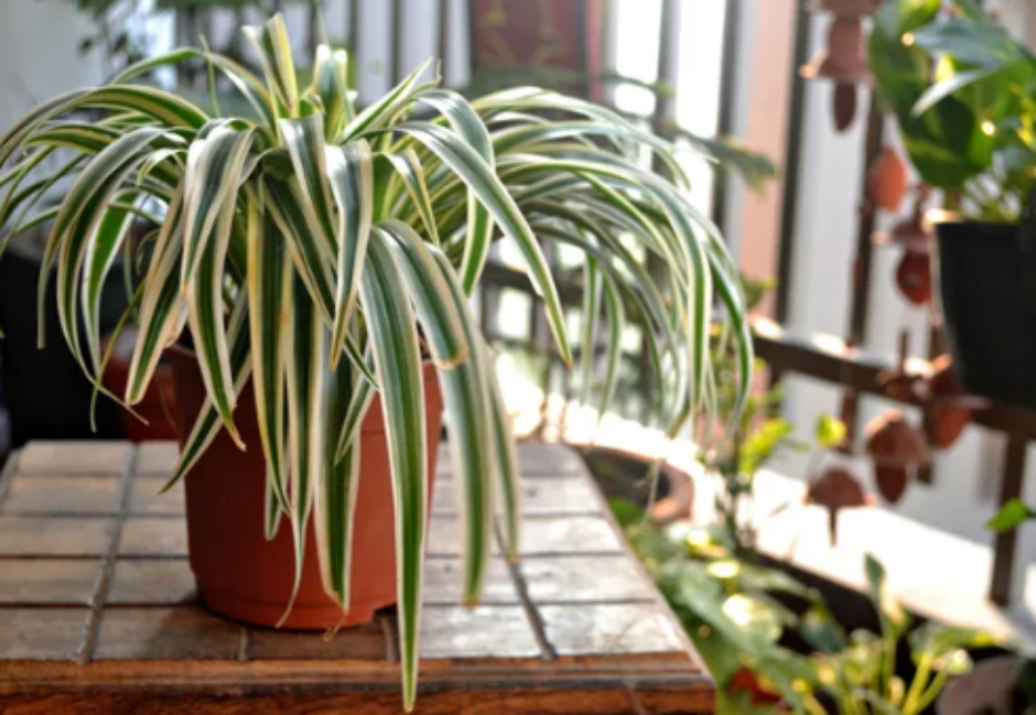 Plantas para Quartos: Benefícios da Liberação de Oxigênio Noturno