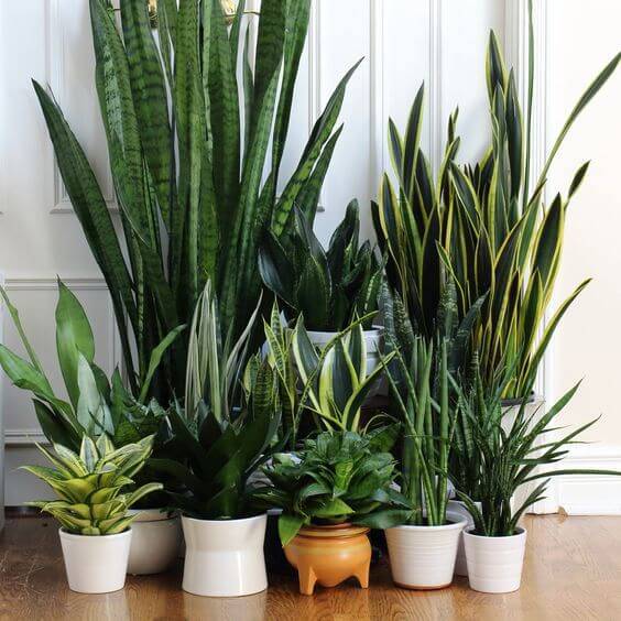 plantas que purificam o ar