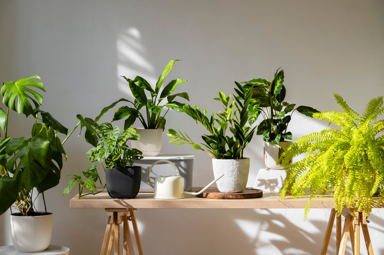 Guia Completo: Como as Plantas Melhoram a Qualidade do Ar Interior