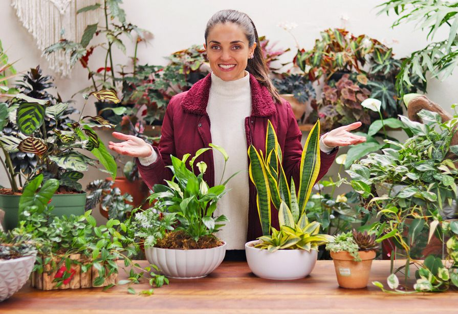 plantas que se dão bem juntas no mesmo vaso