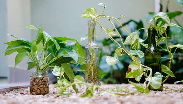 plantas que se dão bem juntas no mesmo vaso